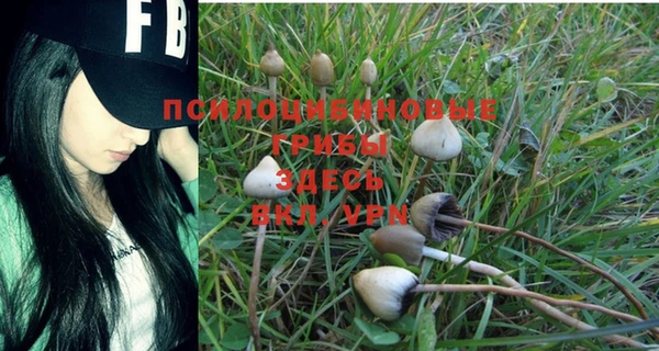 прущие грибы Михайловка